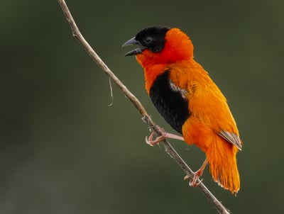 The northern red bishop or orange bishop (Euplectes franciscanus) is a small passerine bird in the f