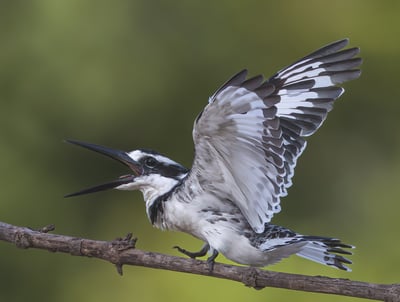 Pied Kingfisher: Elegance in Black and White The pied kingfisher is a stunning bird, easily recogniz