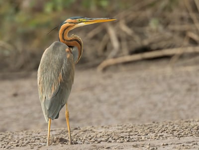 Purple Heron: Graceful Beauty of Wetlands The purple heron is a majestic bird with rich, vibrant plu