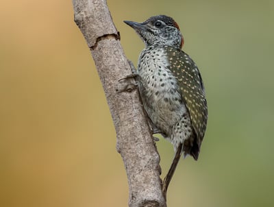  A Little Grey Woodpecker clings to the trunk of a tree, its grey and white speckled feathers blendi