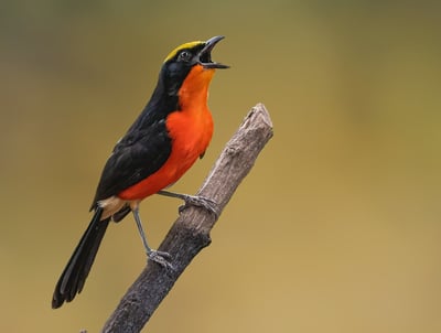 A Yellow-crowned Gonolek proudly perches on a branch, its yellow crown and black feathers clearly vi