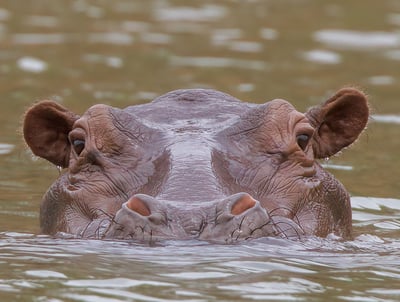 Hippo: Majestic Giant of the Water The hippopotamus is a fascinating creature, known for its massive