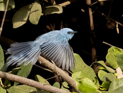 African Blue Flycatcher: A Jewel of the Forest The African blue flycatcher is a small, vibrant bird 