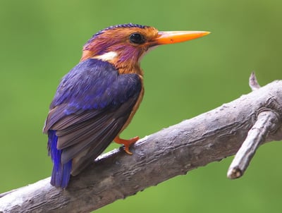 An African Pygmy Kingfisher perches on a branch, its vibrant blue and orange feathers standing out a