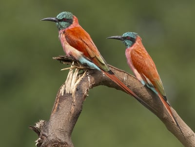 Carmine Bee-eater: A Colorful Gem in Nature The carmine bee-eater is a striking bird with its vibran