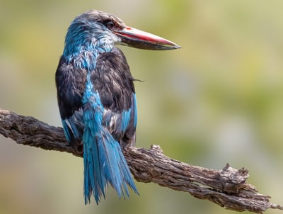 Blue-breasted Kingfisher: A Splash of Tropical Elegance The blue-breasted kingfisher is a stunning b