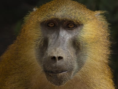 Guinea Baboon: Intelligent Guardian of the Savanna The Guinea baboon is a social and intelligent pri