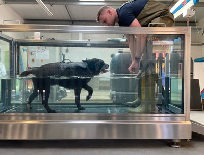 brown labrador in aquatic treadmill