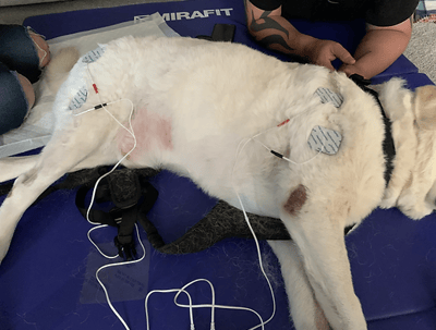 labrador recieving NMES therapy