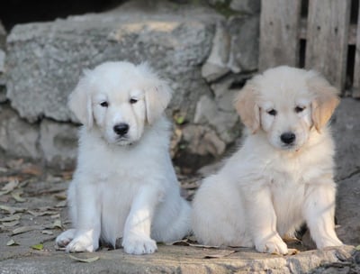 deux chiots golden retriever qui posent