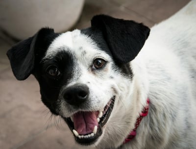 Pet waste removal
