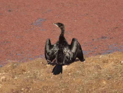 birding in ranthambore national park