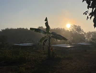 organic agriculture setting