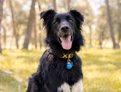 Sessió de fotos de mascotes a Girona amb un gos en un entorn natural exterior