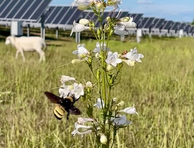 a bee landing on a flower inside a solar field with a sheep in the background