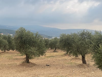 Oliviers libanais
