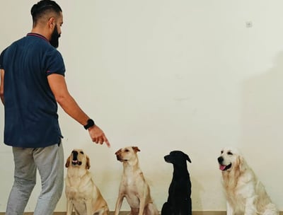 Happy family moment with all four Pawdashians dogs enjoying playtime