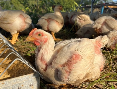 pasture poultry feeding