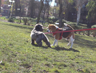 paseo de perros providencia