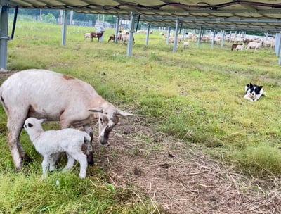 Lamb and ewe underneath solar panels