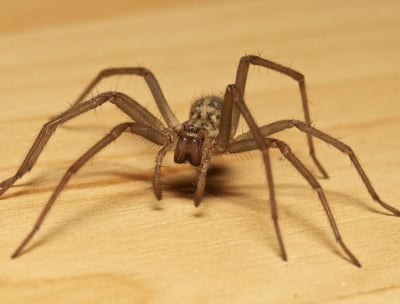 aranha marrom