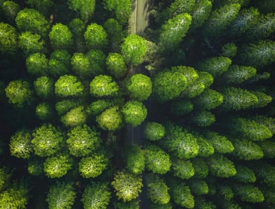 Photo d'une forêt vue de dessus