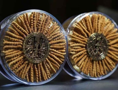 “Close-up view of premium Tibetan cordyceps neatly arranged in round transparent packaging, showcasing the meticulous care an