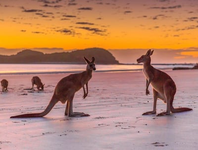 a kangaroo and kangaroos on the beach at sunset