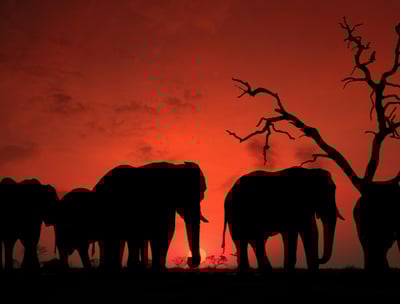 a herd of elephants standing in a field at sunset