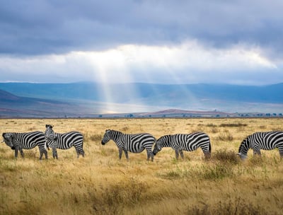 a herd of zebras grazing in the grass