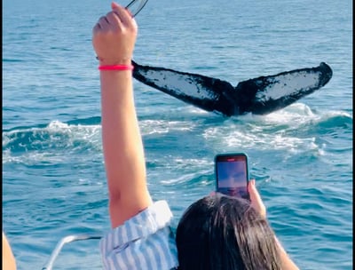 Avistamento de baleias é com a São Sebá Tur