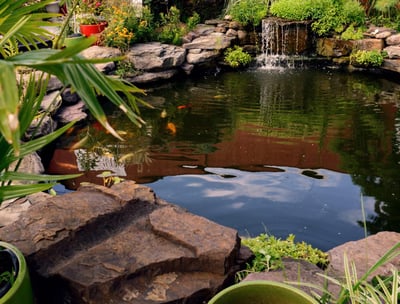 Étang naturel avec cascade, rochers et plantes vertes