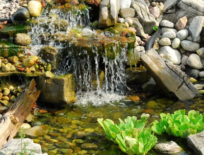 Une cascade dans un étang avec rochers et plantes