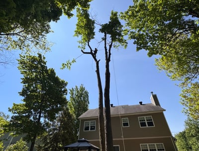 Certified arborist performing safe tree removal on residential property in West Island..