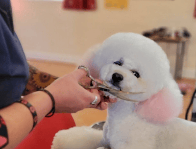 Suzy grooming Bilbo her Bichon Frise demonstrating her ability to groom to different breed standards