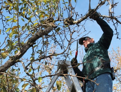 a man is standing on a ladder to reach a tree branch