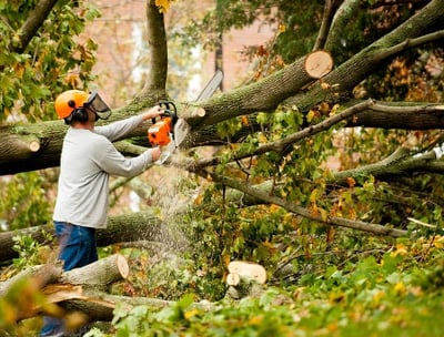 a man is cutting down a tree branch