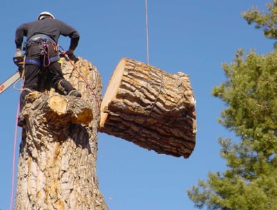 a man is cutting down a tree trunk trunk trunk trunk trunk trunk trunk trunk trunk