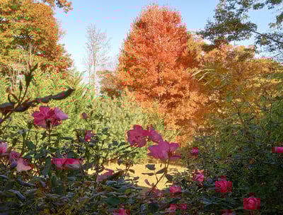 Colorful fall setting with trees and flowers