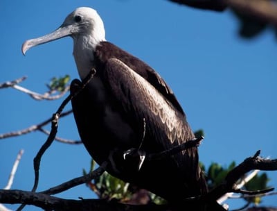 Aigle pêcheur à Sian Ka'an