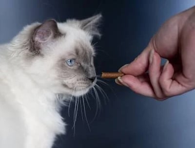 Un chat en train d'attraper une friandise dans la main de son maître - KittySitterMarrakech