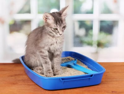 Un chat dans sa litière toute propre - KittySitterMarrakech