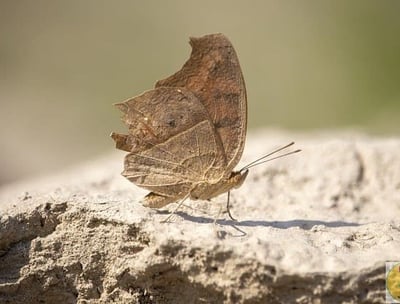papillon syr pierre, photo claire