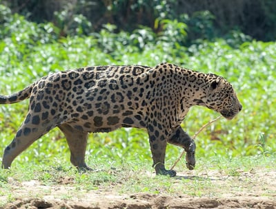 Jaguar Adventure Tour in Pantanal