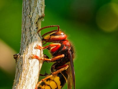 frelon asiatique sur un branche en gros plan