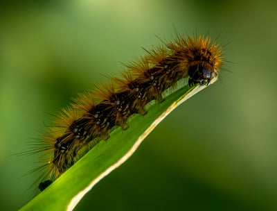 chenille processionnaire sur une feuille en gros plan