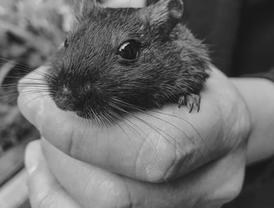 rat noir dans la main d'un homme