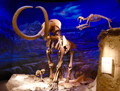 Royal Tyrrell Museum