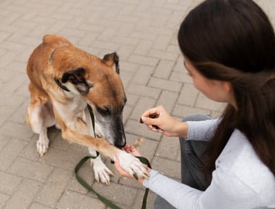 a woman is petting a dog on a leash