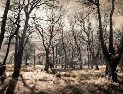 Fine art photography courses teach landscape composition in a serene, artistic woodland scene.